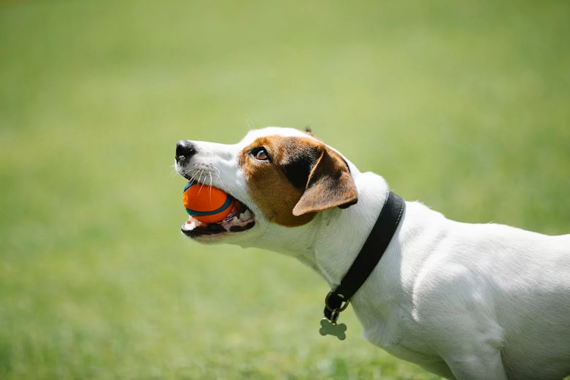 Orange Ball