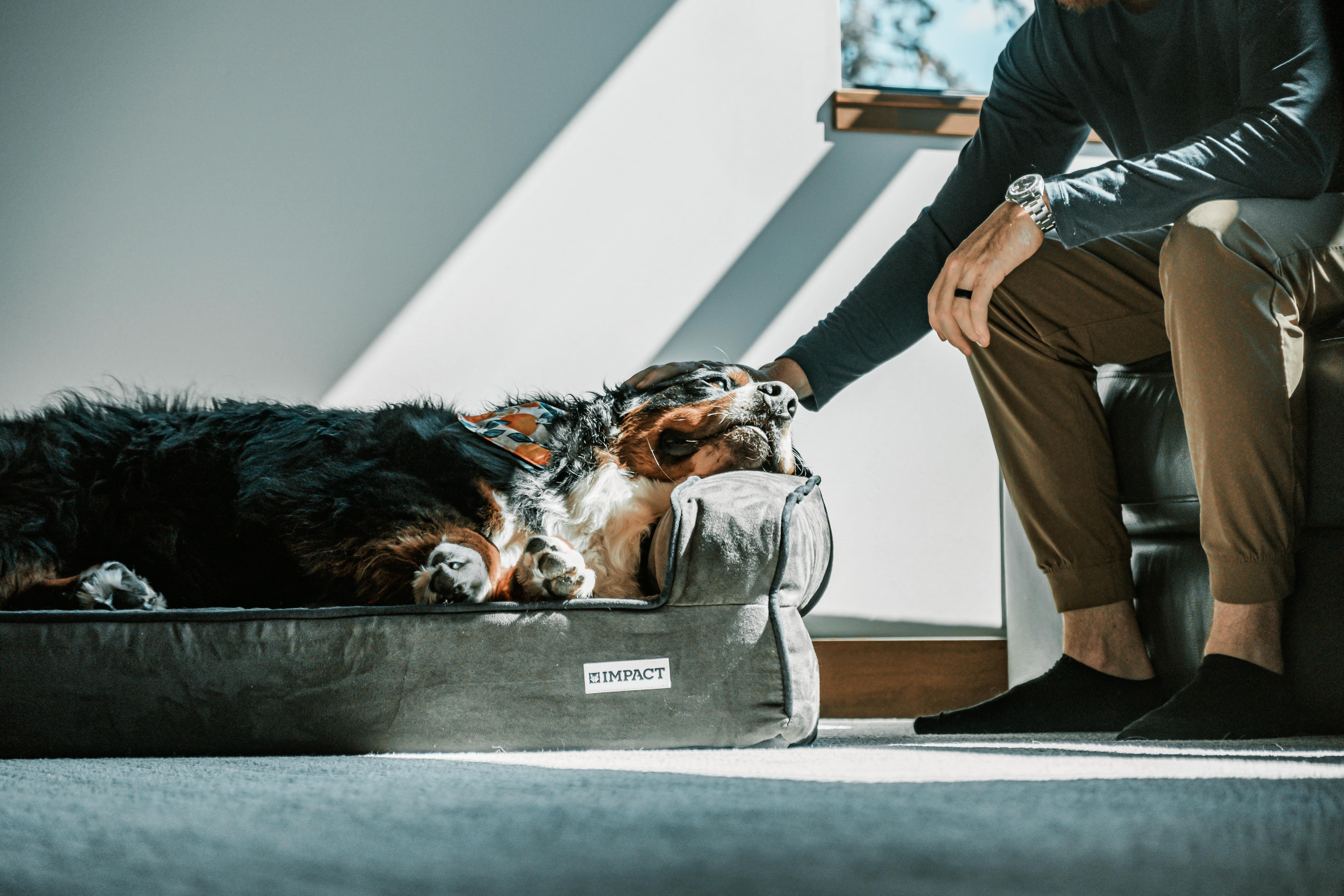 Large Breed Bed