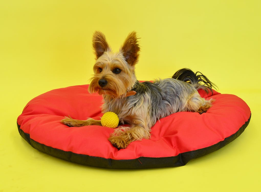 Small Breed Bed