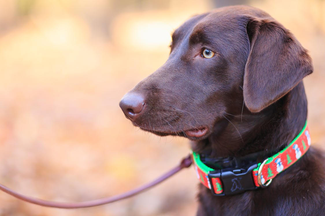 Medium Breed Collar