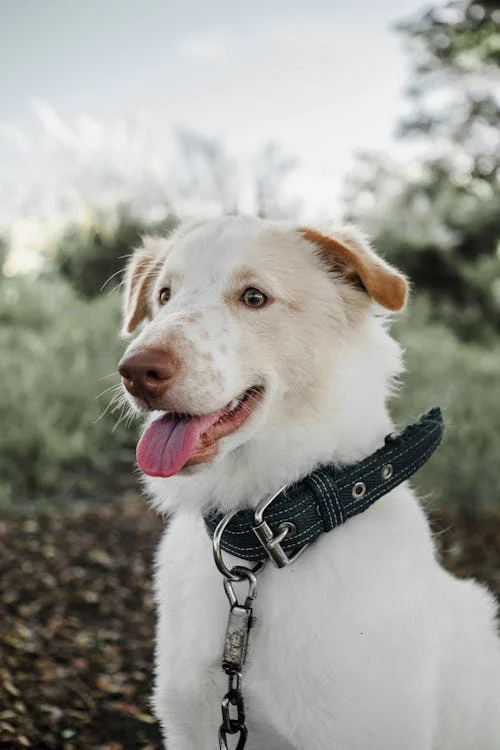 Heavy-Duty Buckle Collar