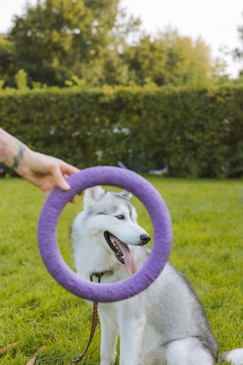 Purple Ring Dog Toy