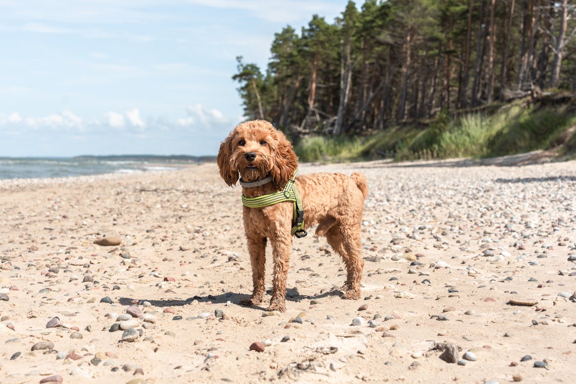 Small Breed Harness