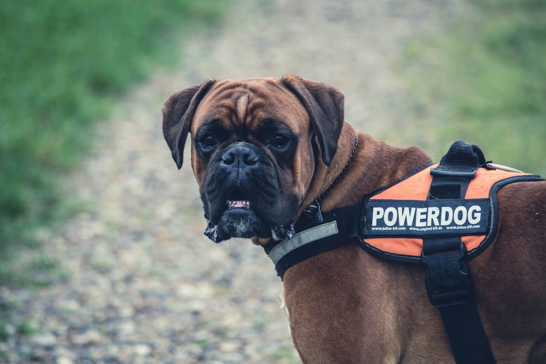 Large Dog Harness