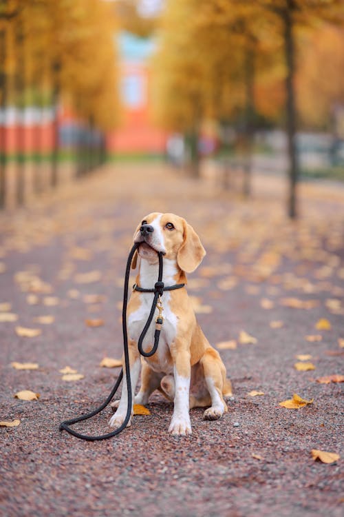 Black Rope Dog Lead