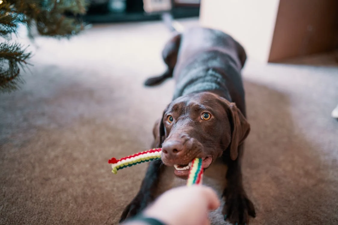 Braided Tug Rope Toy