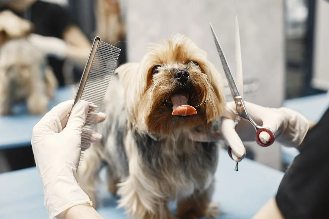 Grooming Scissors/Comb