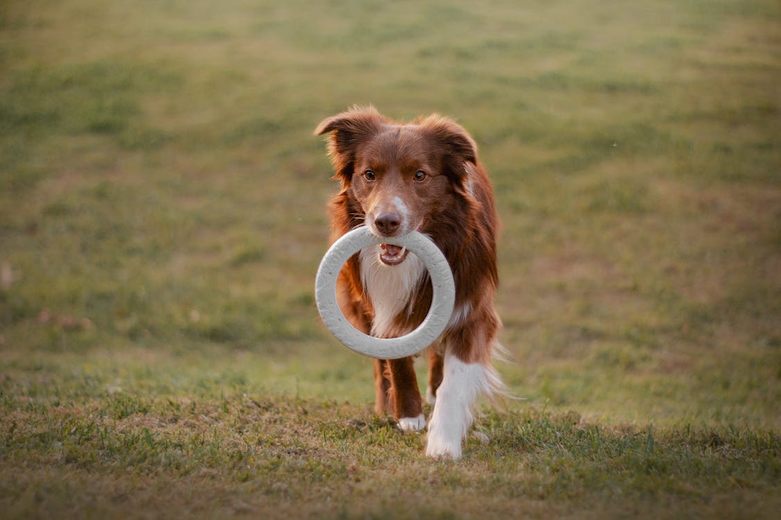 Soft Training Ring