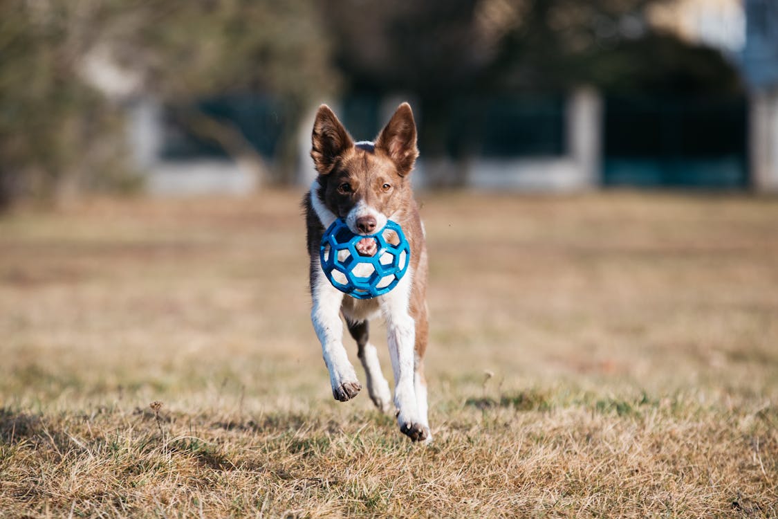 Hex Ball Dog Toy