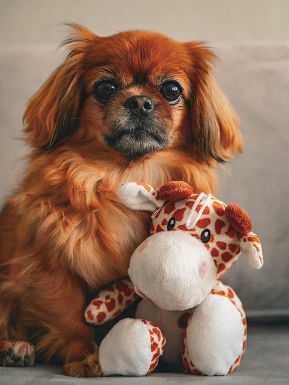 Durable Giraffe Toy