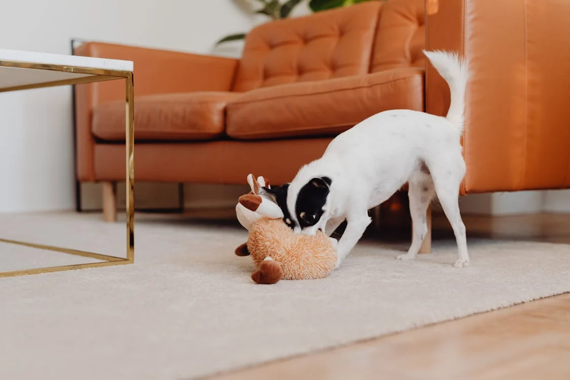 Squeaky Stuffed Animal Toy